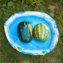 [:hu]Storytelling documentary family photographer European nyár summer dokumentarista történetmesélő fotózás boncsér orsolya dinnye watermelon[:]